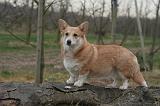 CORGI PEMBROKE 1373